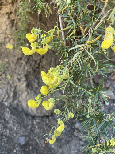 Calceolaria buchtieniana (Calceolaria buchtieniana)