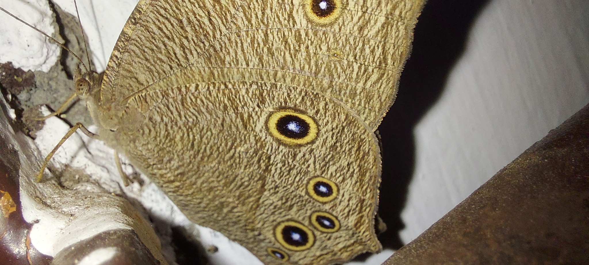 Common Evening Brown