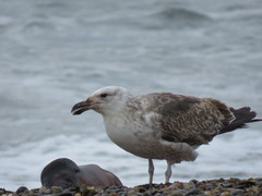 Larus dominicanus