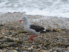Leucophaeus scoresbii