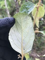 Callicarpa candicans