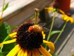 Copestylum sexmaculatum