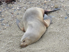 Otaria byronia