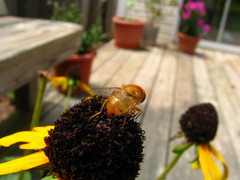 Copestylum sexmaculatum