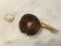 Agaricus jacobi