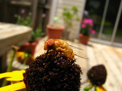 Copestylum sexmaculatum