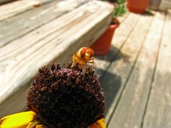 Copestylum sexmaculatum