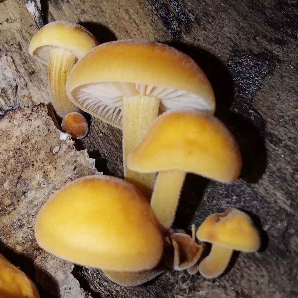 Flammulina velutipes · July 2025 · photo: © kiwialli (iNaturalist, cc-by)