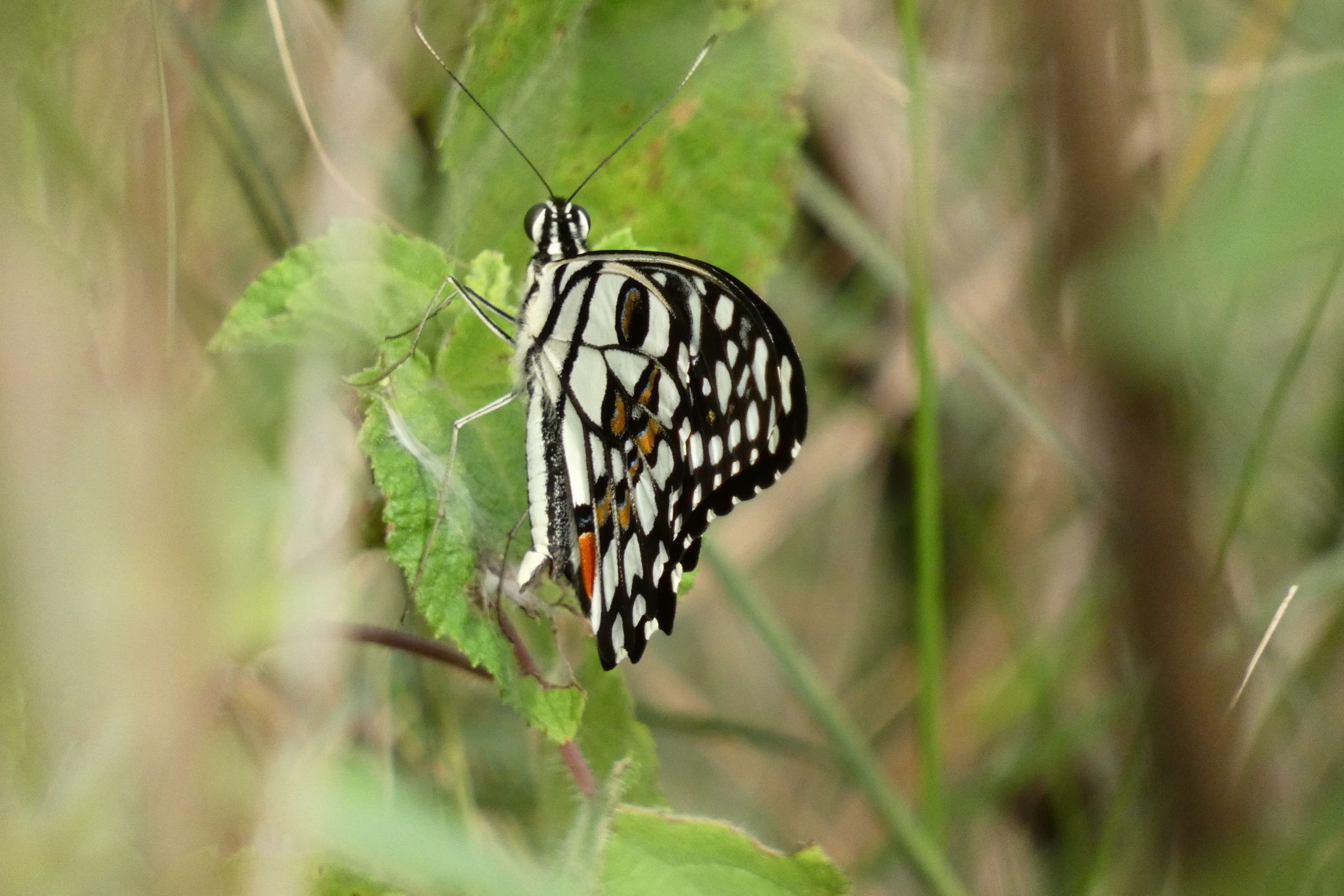 Lime Swallowtail