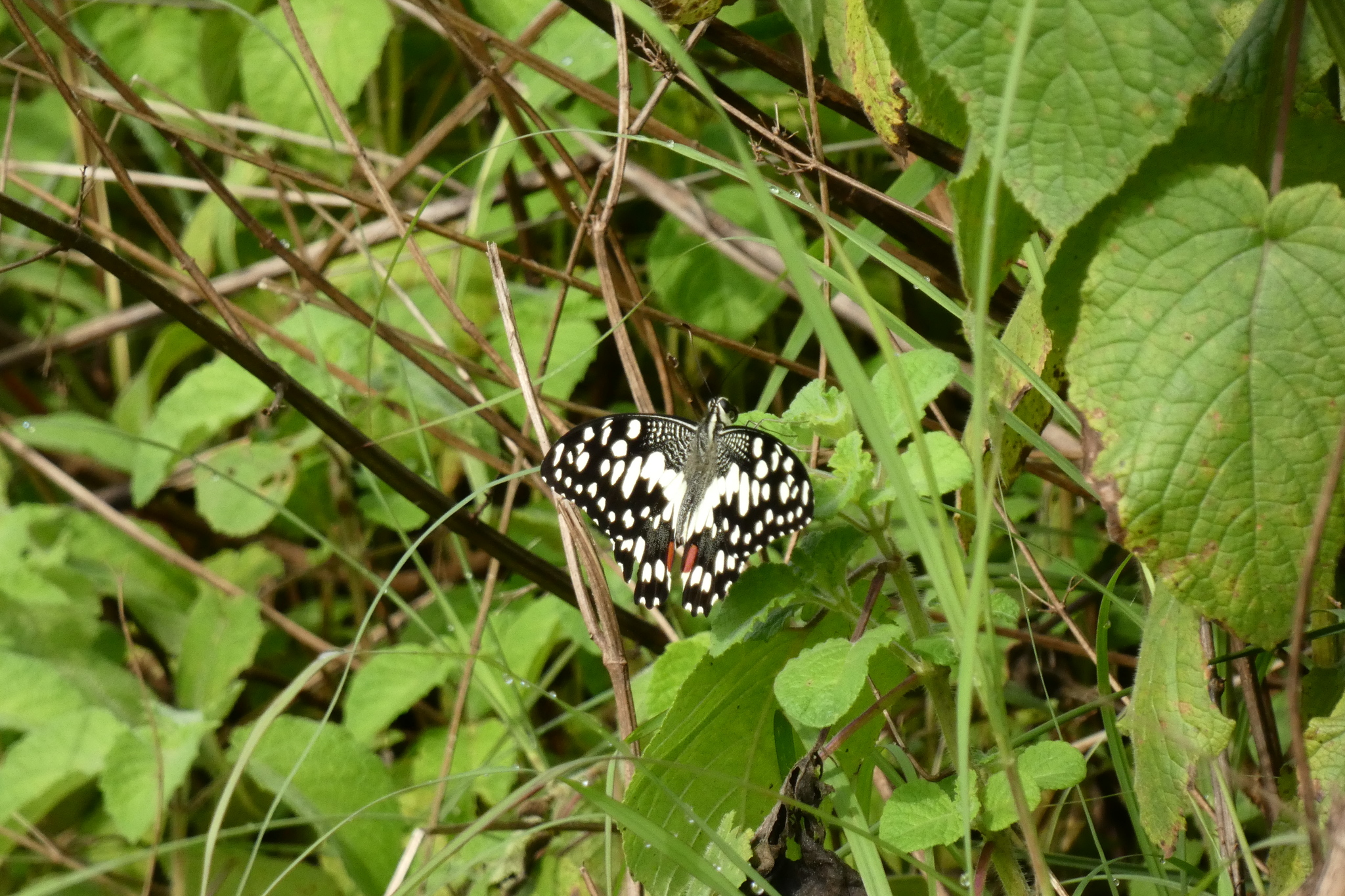 Lime Swallowtail