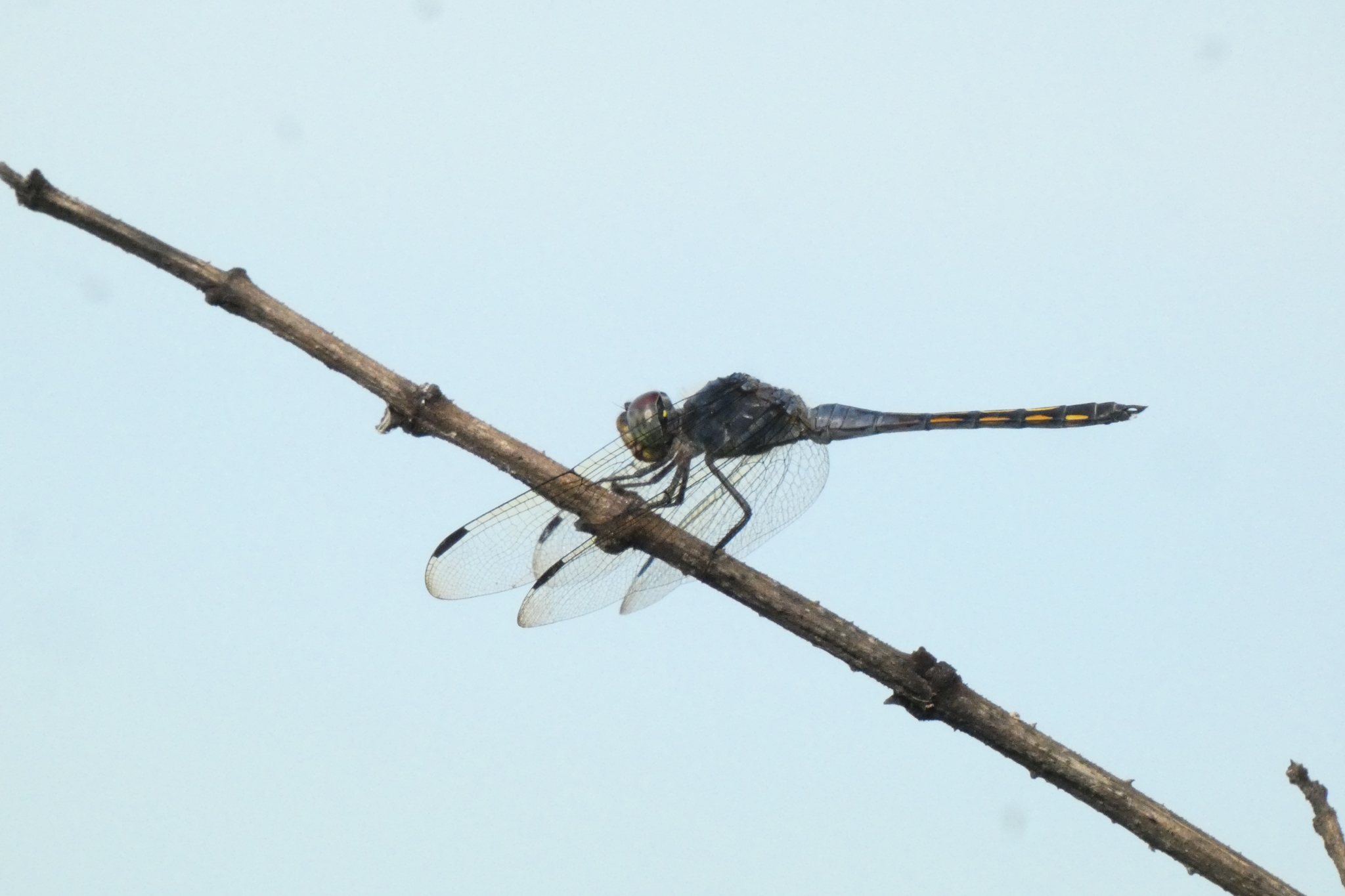Yellow-Tailed Ashy Skimmer