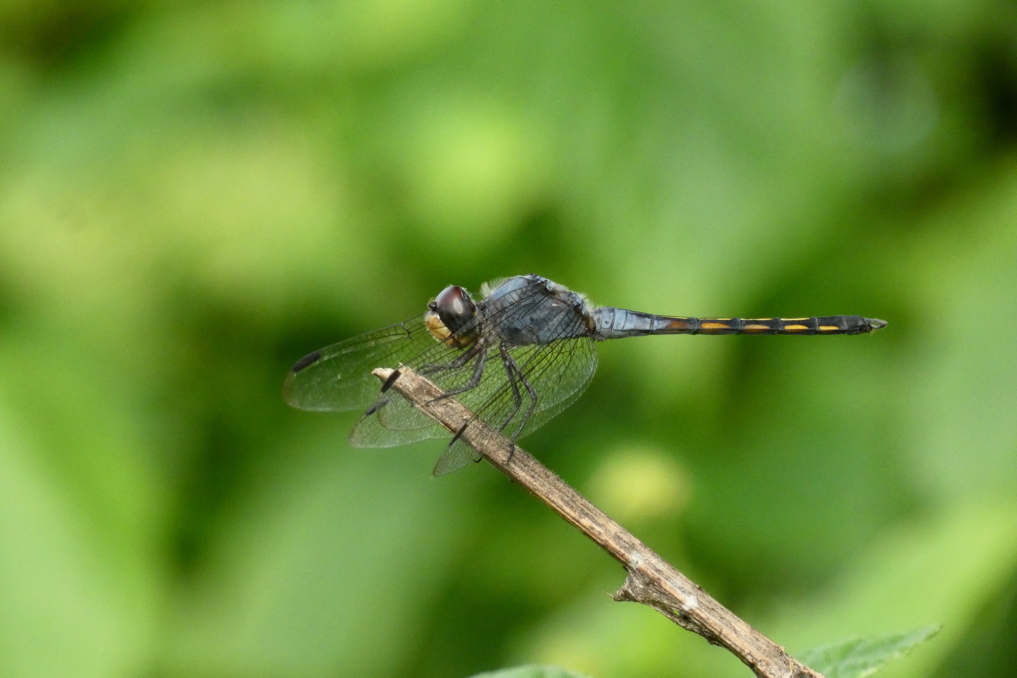 Yellow-Tailed Ashy Skimmer