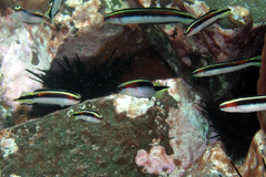 Trachinops taeniatus