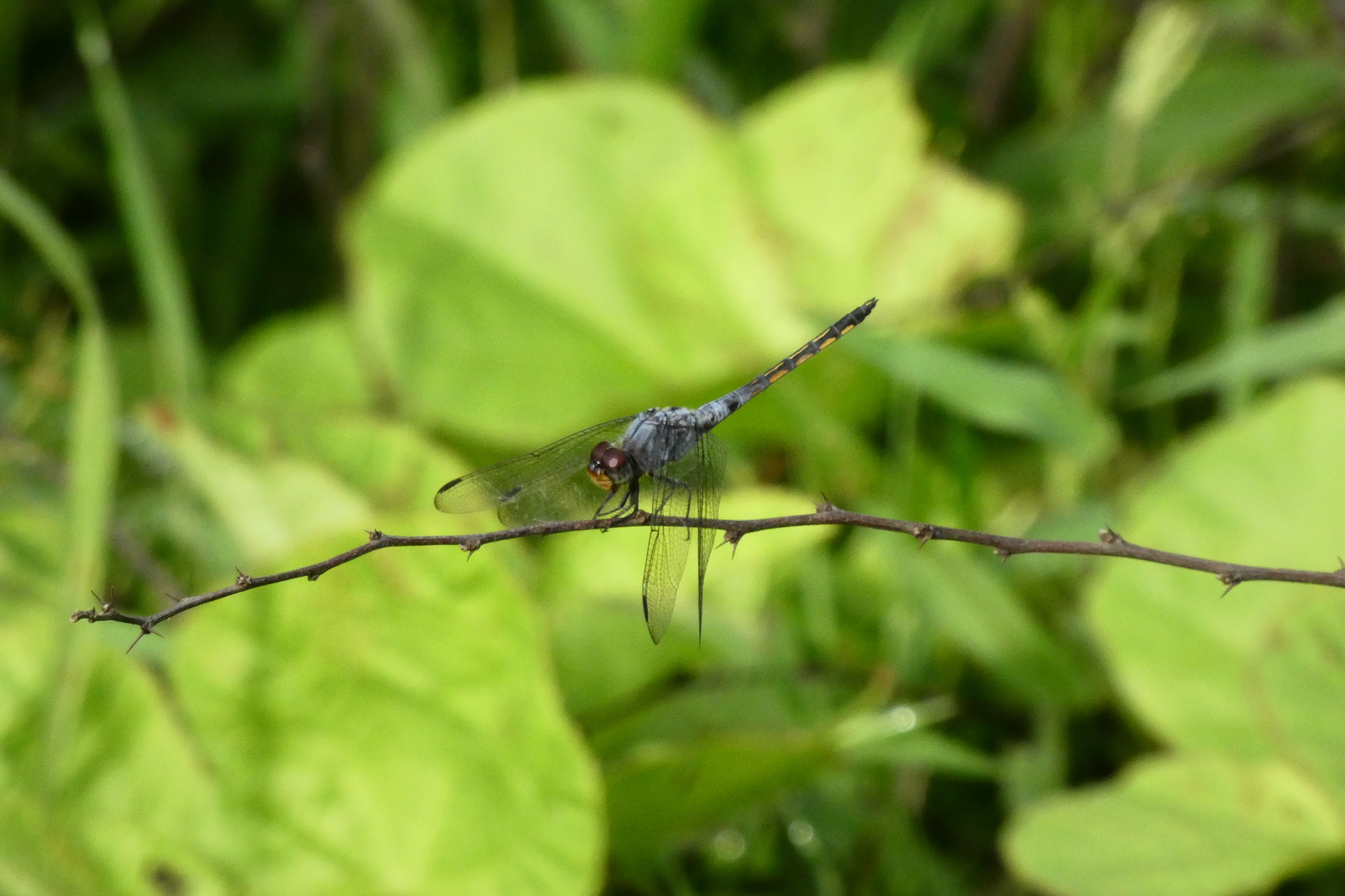 Yellow-Tailed Ashy Skimmer