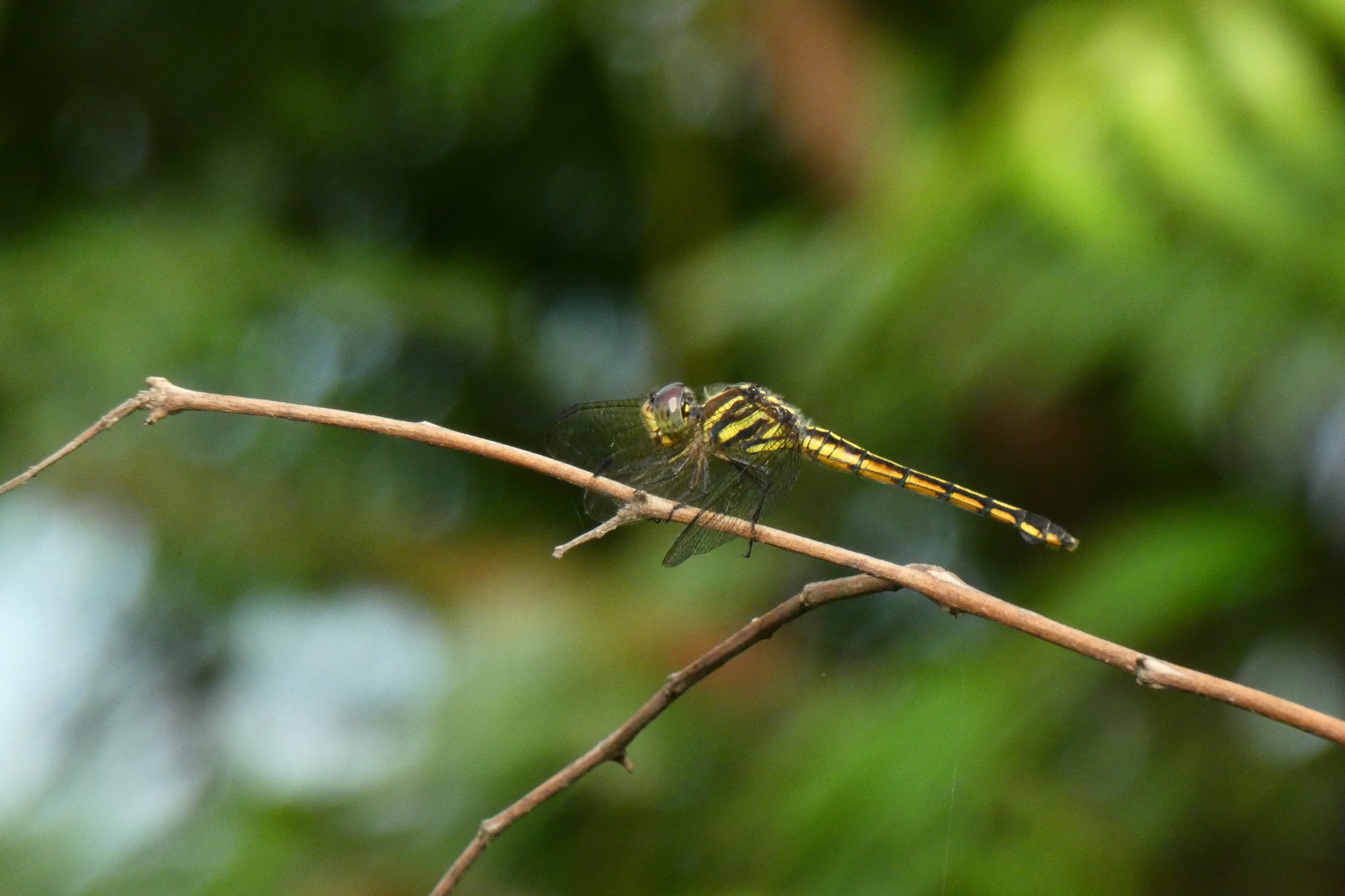 Yellow-Tailed Ashy Skimmer