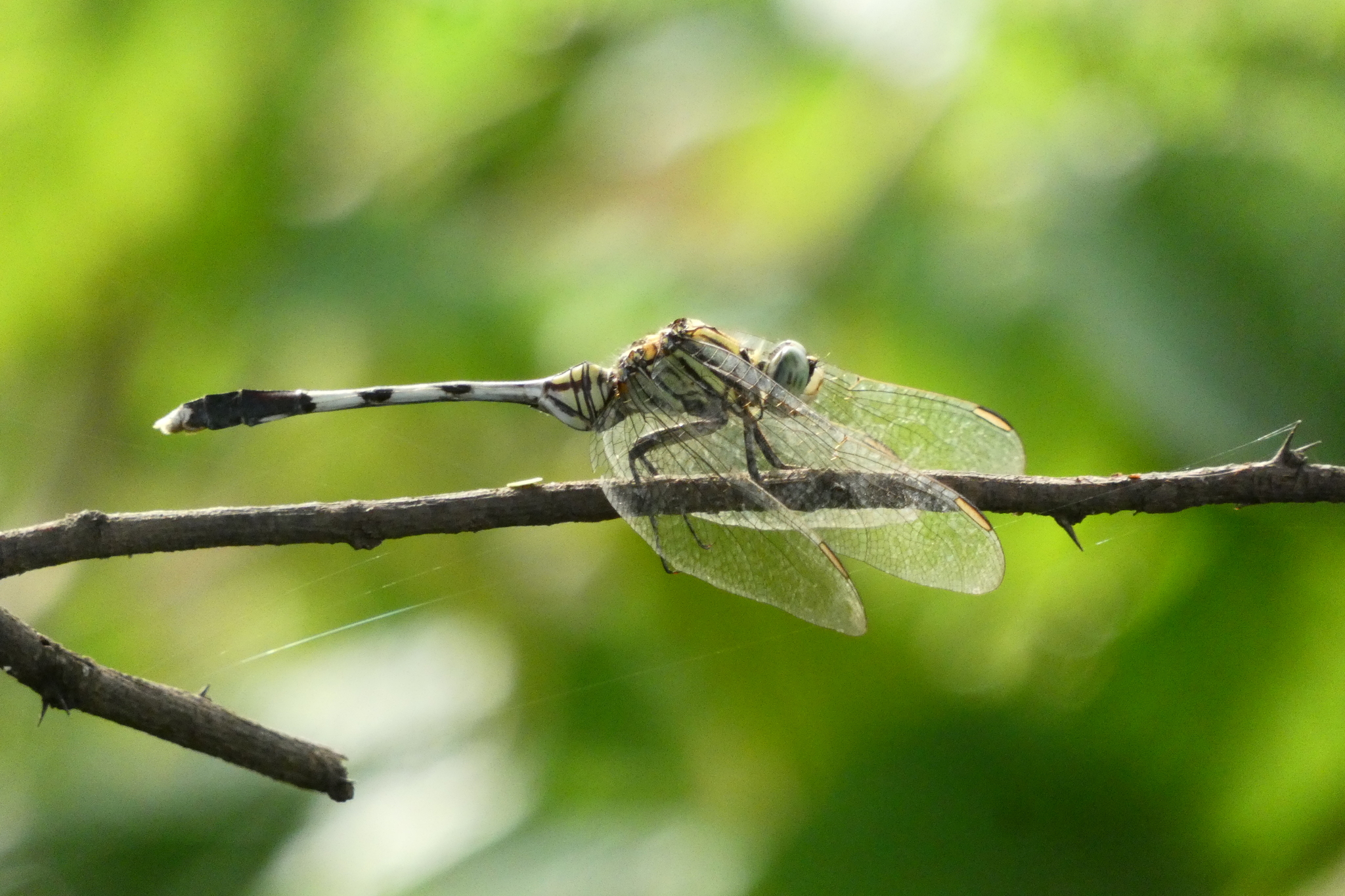 Slender Skimmer