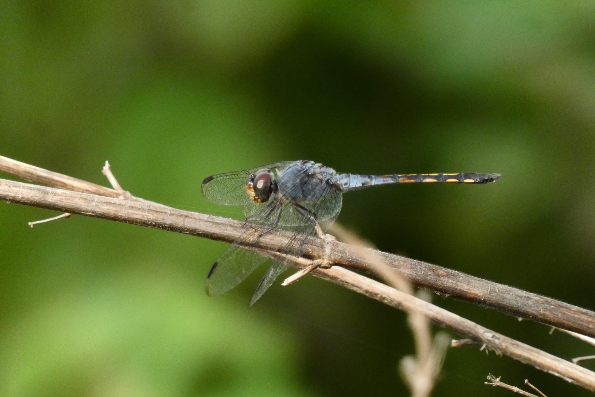 Yellow-Tailed Ashy Skimmer