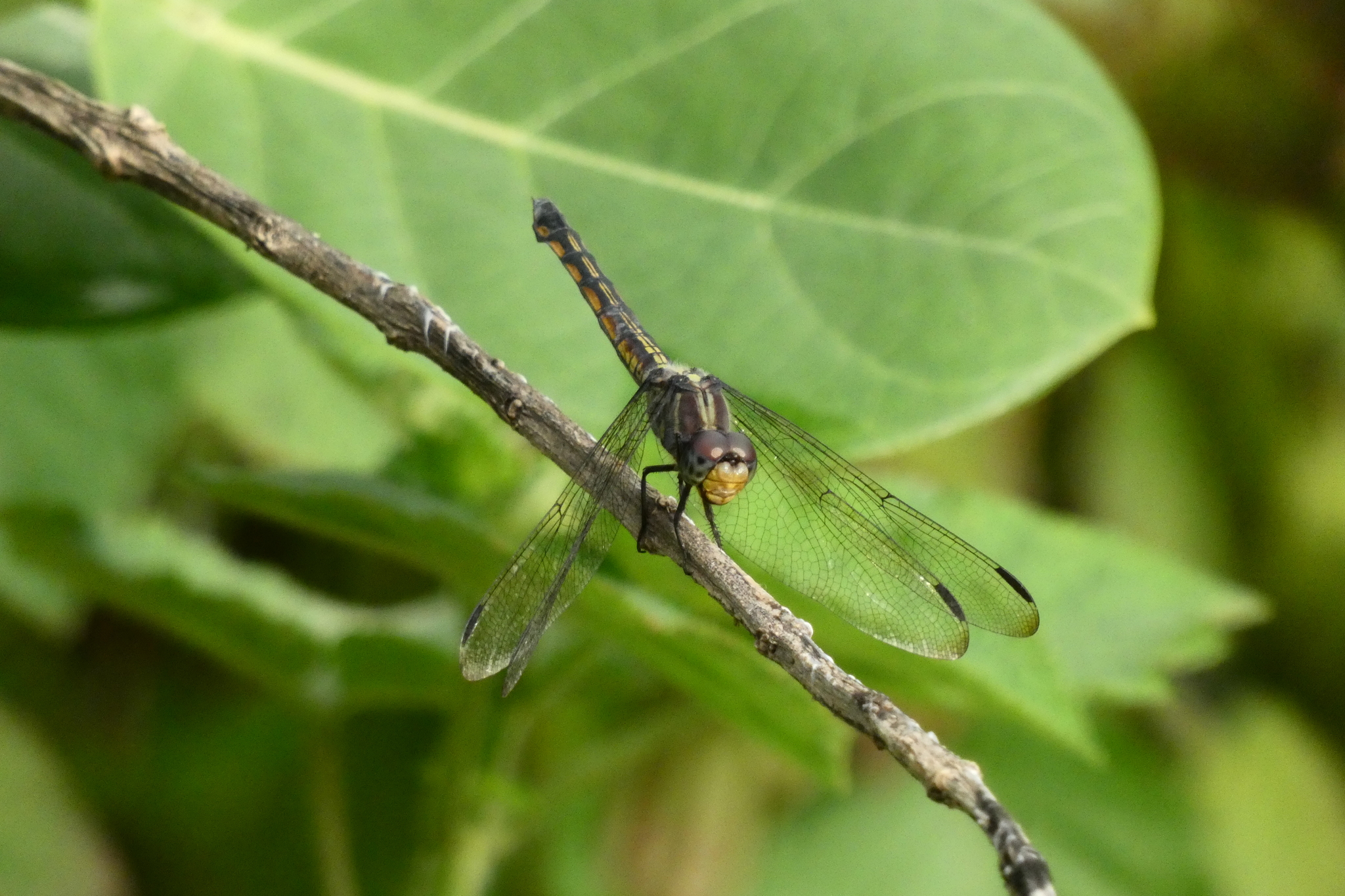 Yellow-Tailed Ashy Skimmer