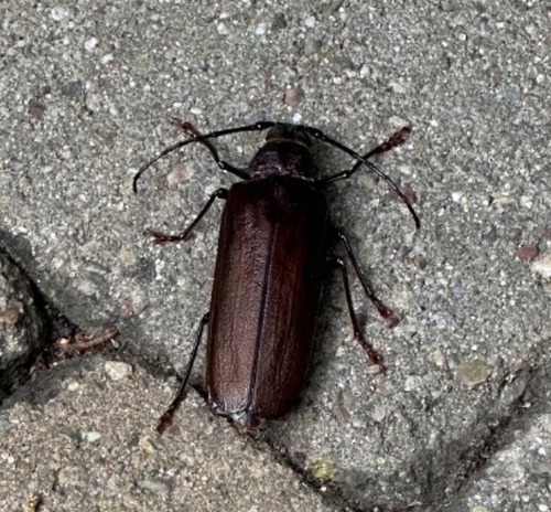 Spined Woodborer photo 6