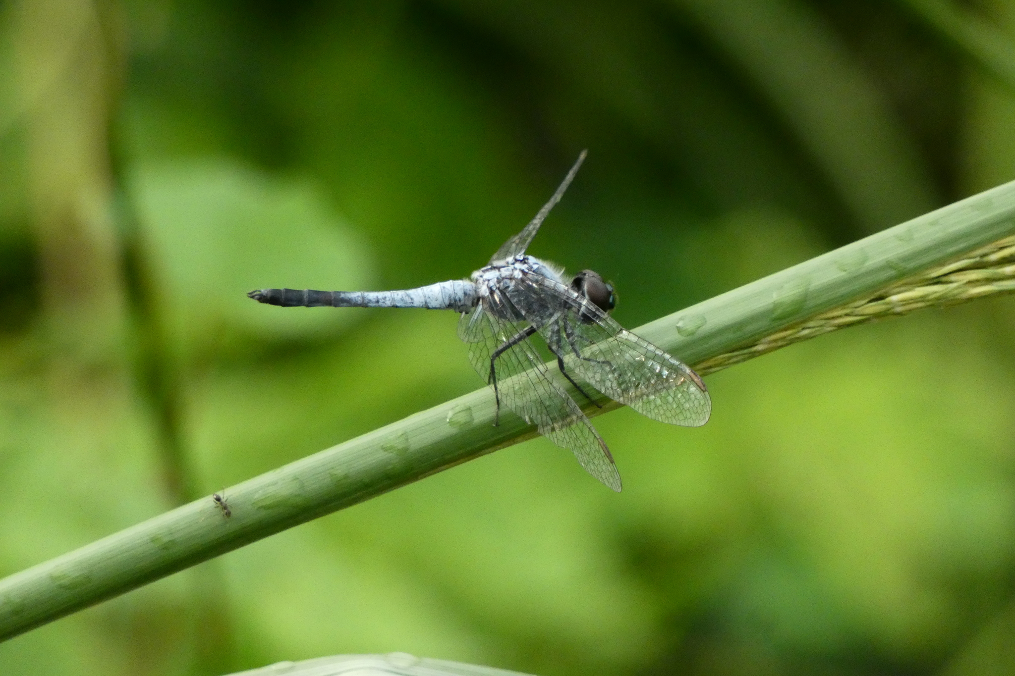 Little Blue Marsh Hawk