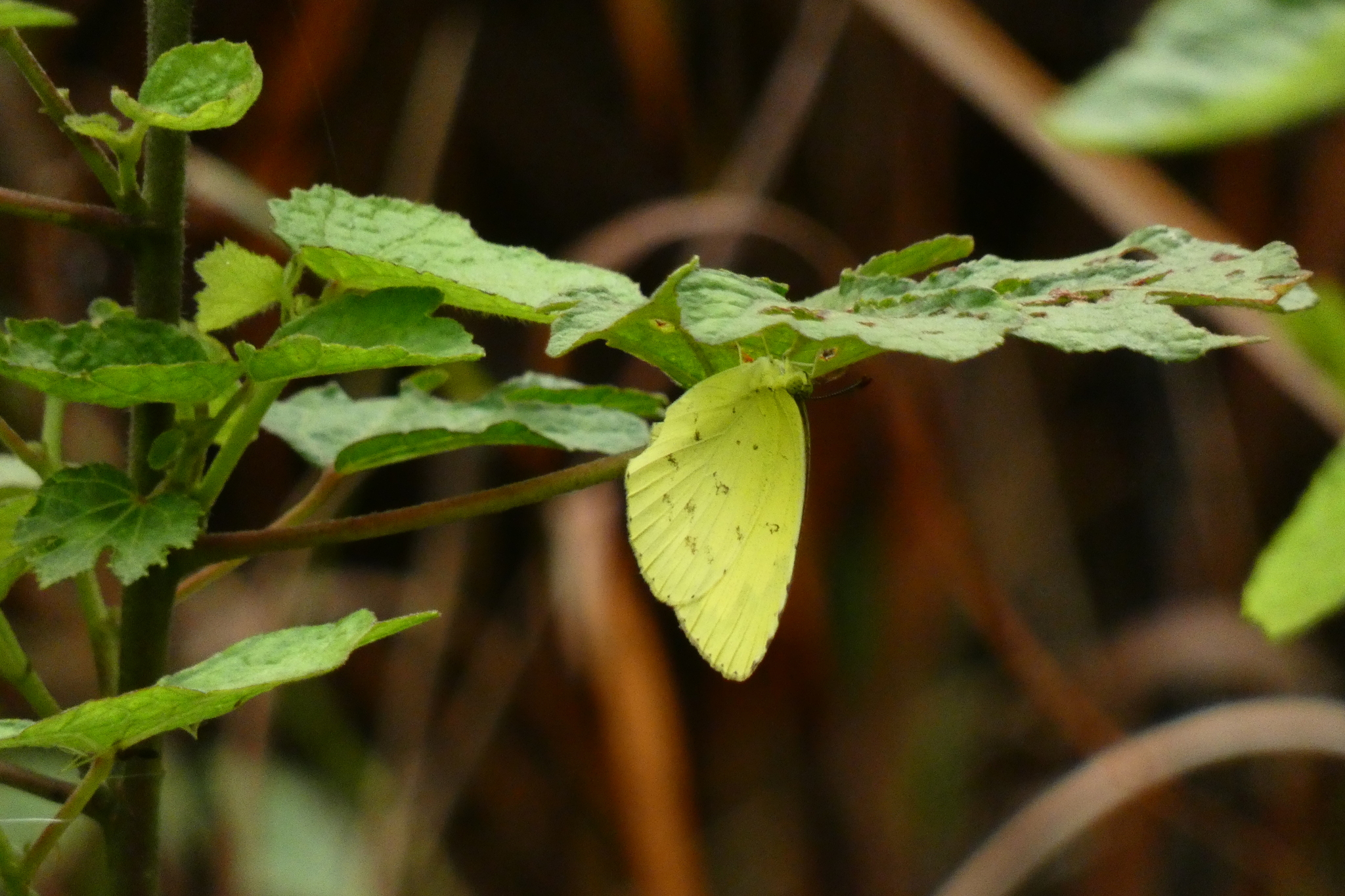 Common Grass Yellow