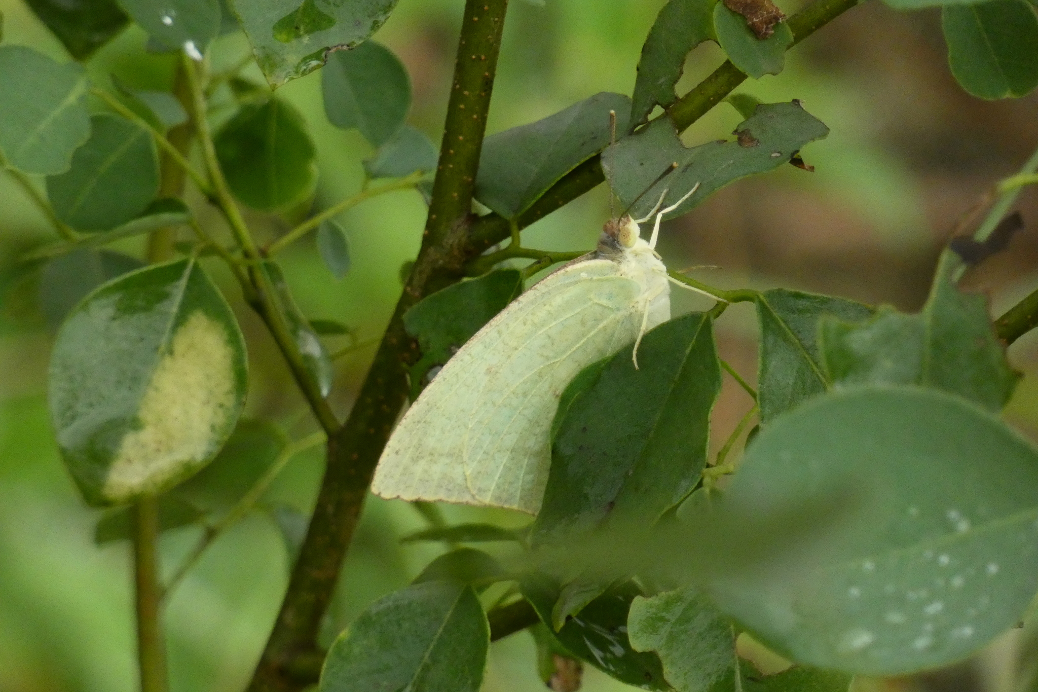 Mottled Emigrant