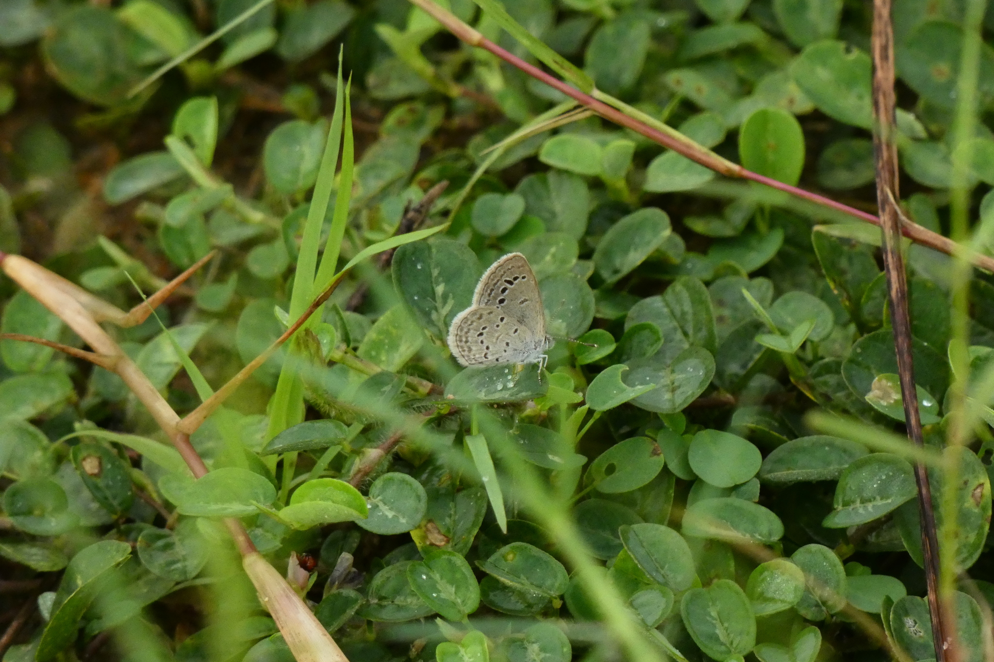 Lesser Grass Blue