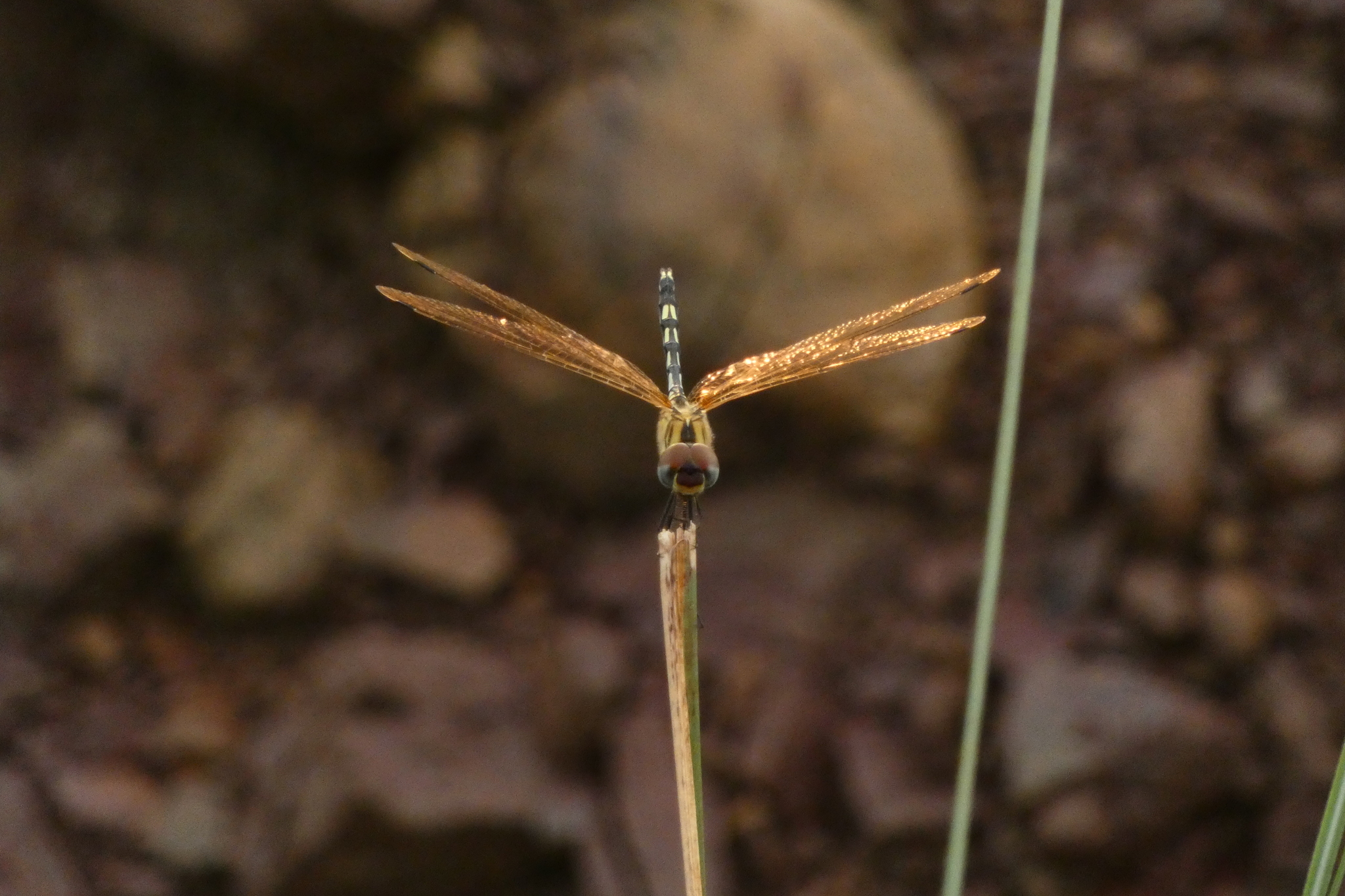 Long-Legged Marsh Glider