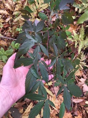 Rubus canadensis