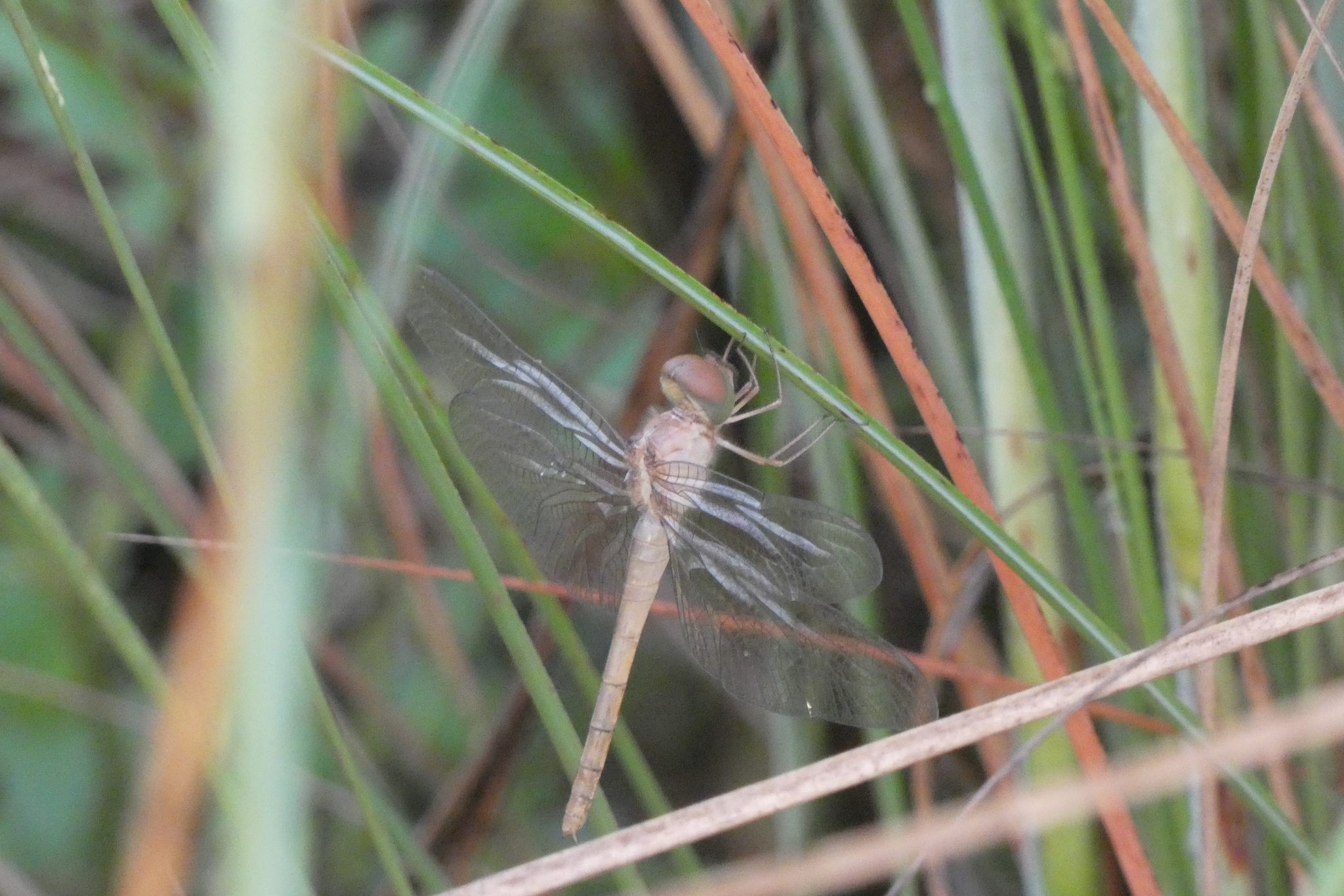 Coral-Tailed Cloudwing