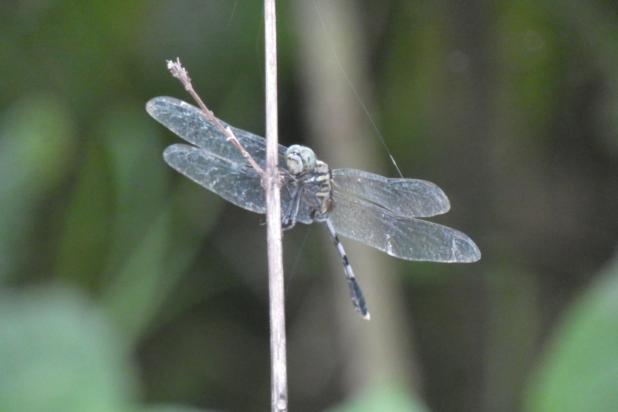 Slender Skimmer