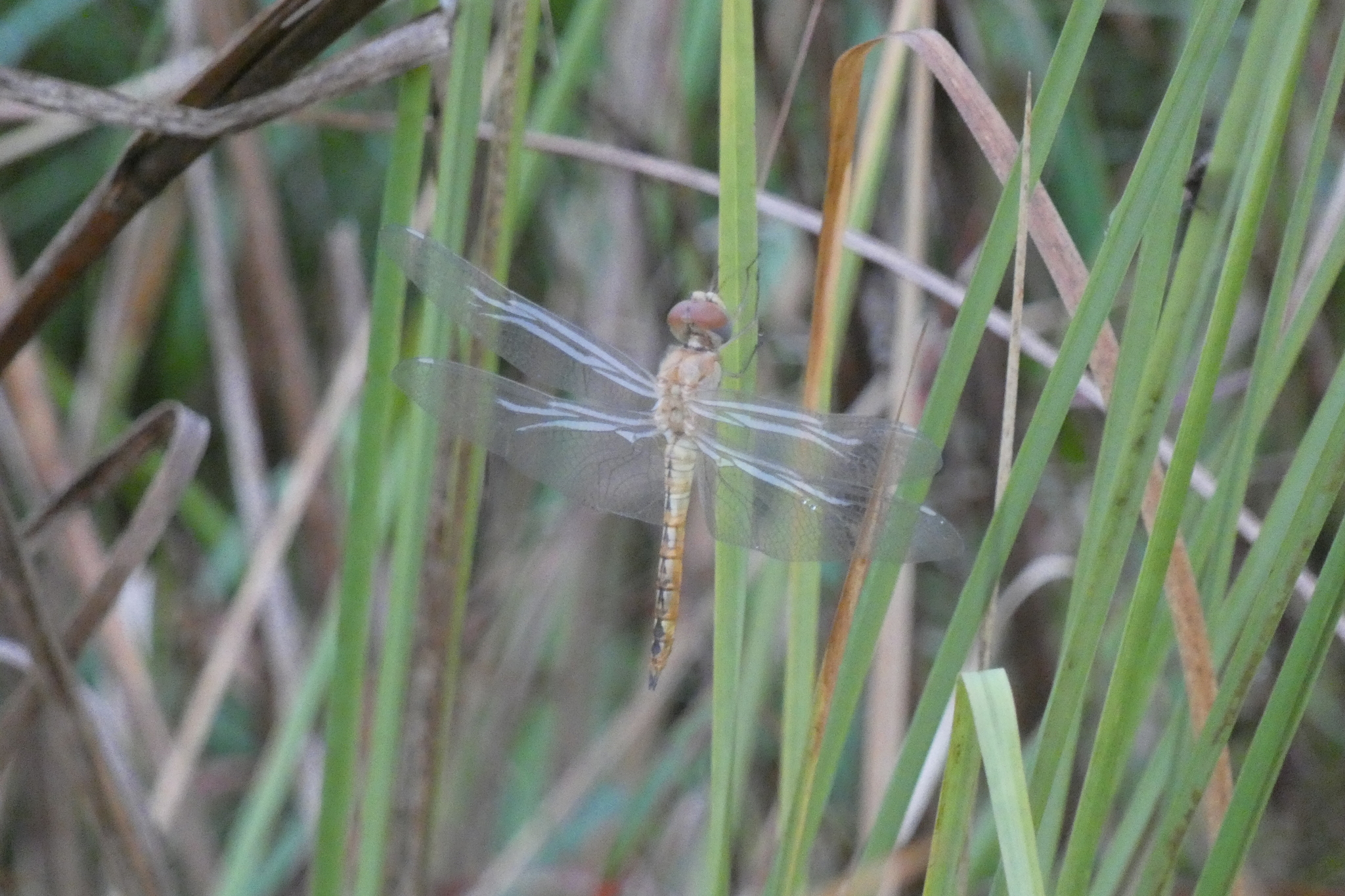 Globe Skimmer