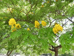 Cenostigma pluviosum