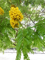 Cenostigma pluviosum