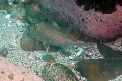 Gerres subfasciatus