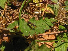 Calliopsis andreniformis