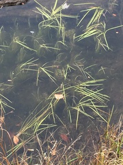 Sparganium fluctuans