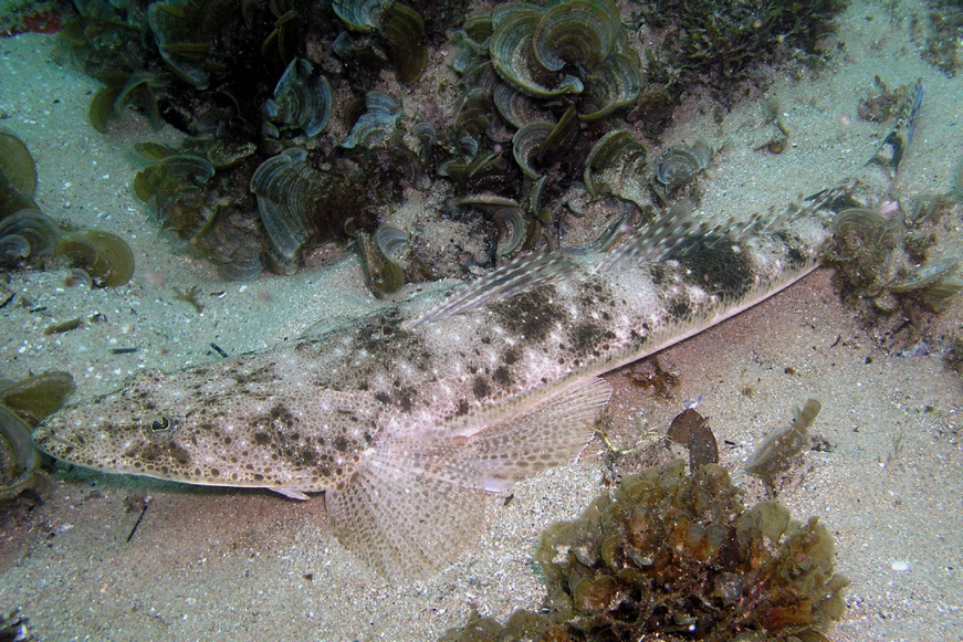 Dusky Flathead from New South Wales, Australia on February 04, 2005 by Sascha Schulz. OLYMPUS