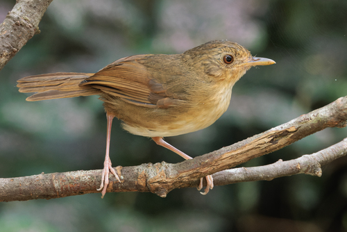 Buff-breasted Babbler