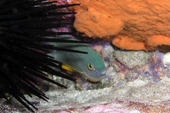 Plectroglyphidodon gascoynei