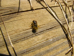 Calliopsis andreniformis