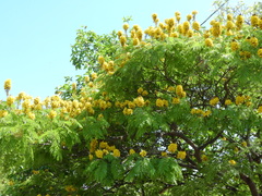 Cenostigma pluviosum