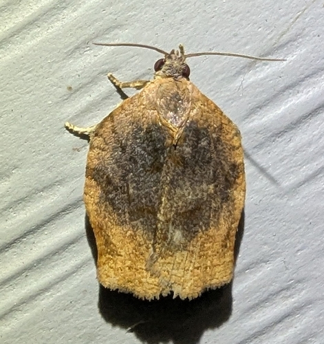 Omnivorous Archips photo 3