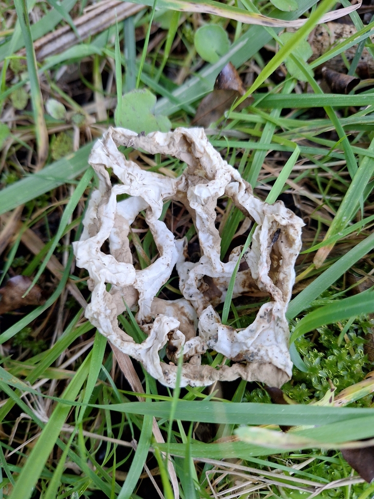 Ileodictyon cibarium · July 2025 · photo: © heidimeudt (iNaturalist, cc-by)