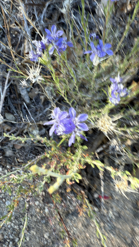 iNaturalist observation photo of giant woollystar