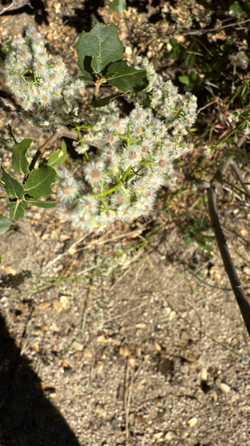 iNaturalist observation photo of Narrow-leaved Bedstraw