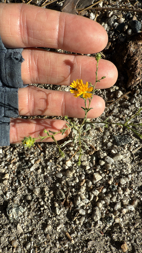 iNaturalist observation photo of Valley Lessingia