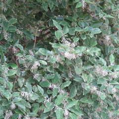 Phyllanthus cuscutiflorus