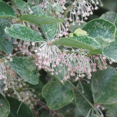 Phyllanthus cuscutiflorus