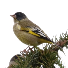 Black-Headed Greenfinch photo 5